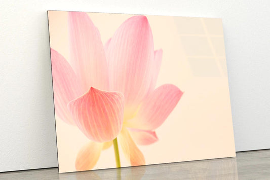 Pink Flower With a White Background Acrylic Glass Print Tempered Glass Wall Art 100% Made in Australia Ready to Hang