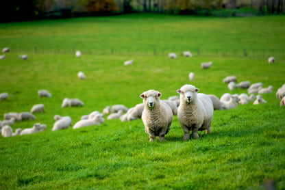 Herd Of Sheeps in Grass Plain Print 100% Australian Made - Bella Home Decor