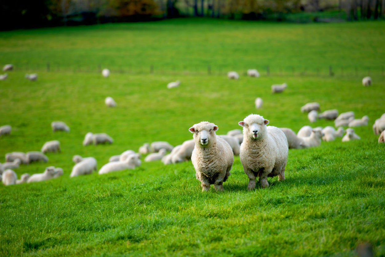 Herd Of Sheeps in Grass Plain Home Decor Premium Quality Poster Print Choose Your Sizes - Bella Home Decor