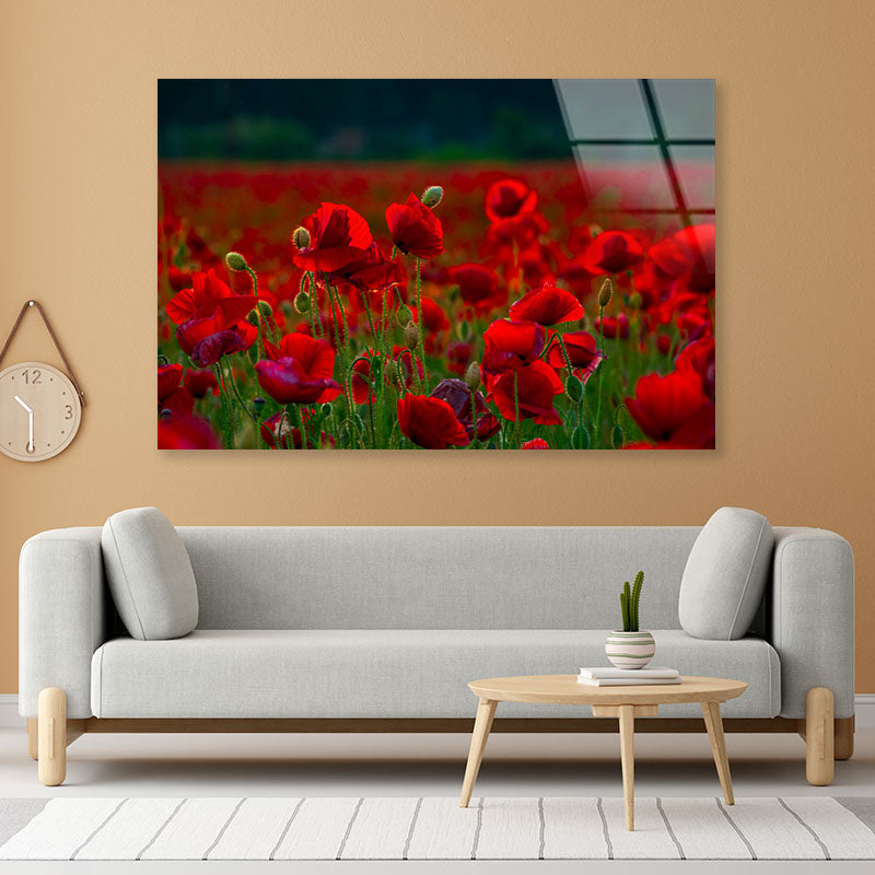 Poppy Flowers Close-up Acrylic Glass Print Tempered Glass Wall Art 100% Made in Australia Ready to Hang