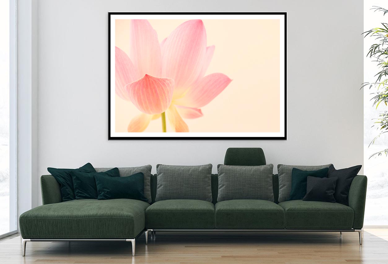 Pink Flower With a White Background Home Decor Premium Quality Poster Print Choose Your Sizes