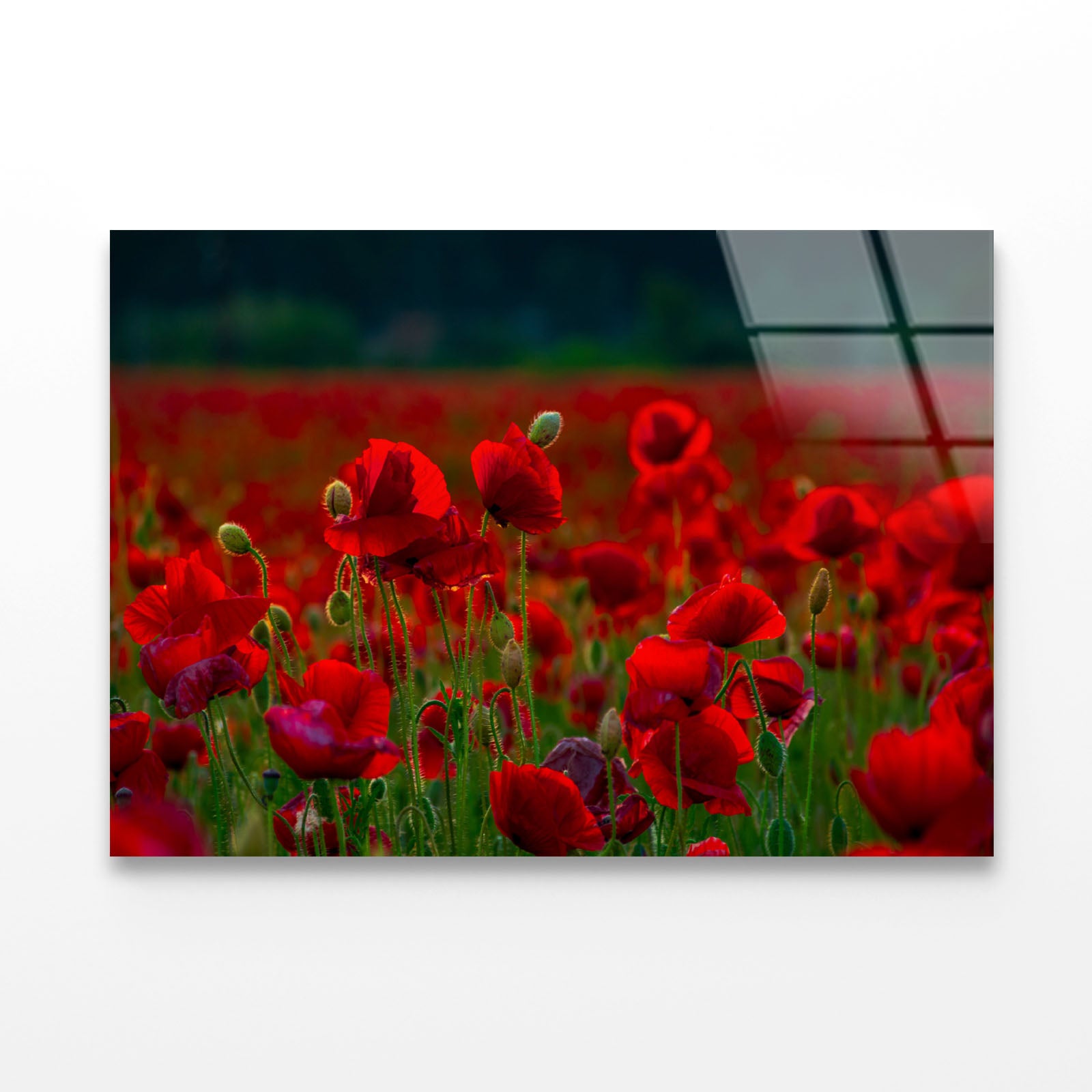 Poppy Flowers Close-up Acrylic Glass Print Tempered Glass Wall Art 100% Made in Australia Ready to Hang