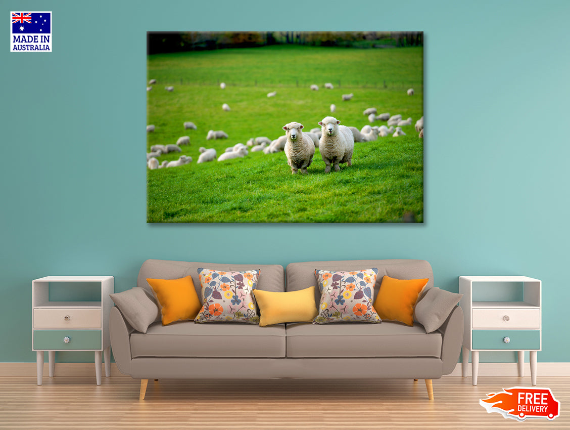 Herd Of Sheeps in Grass Plain Print 100% Australian Made - Bella Home Decor