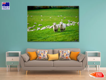 Herd Of Sheeps in Grass Plain Print 100% Australian Made - Bella Home Decor