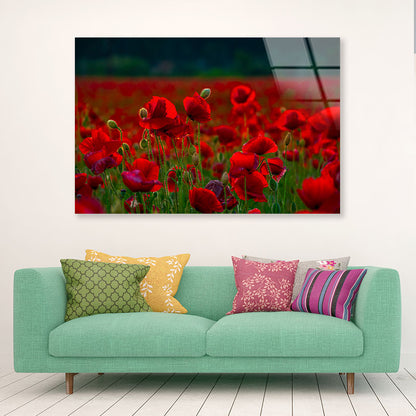 Poppy Flowers Close-up Acrylic Glass Print Tempered Glass Wall Art 100% Made in Australia Ready to Hang