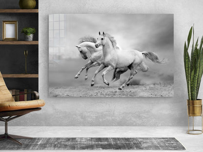 Running Horses B&W UV Direct Aluminum Print Australian Made Quality