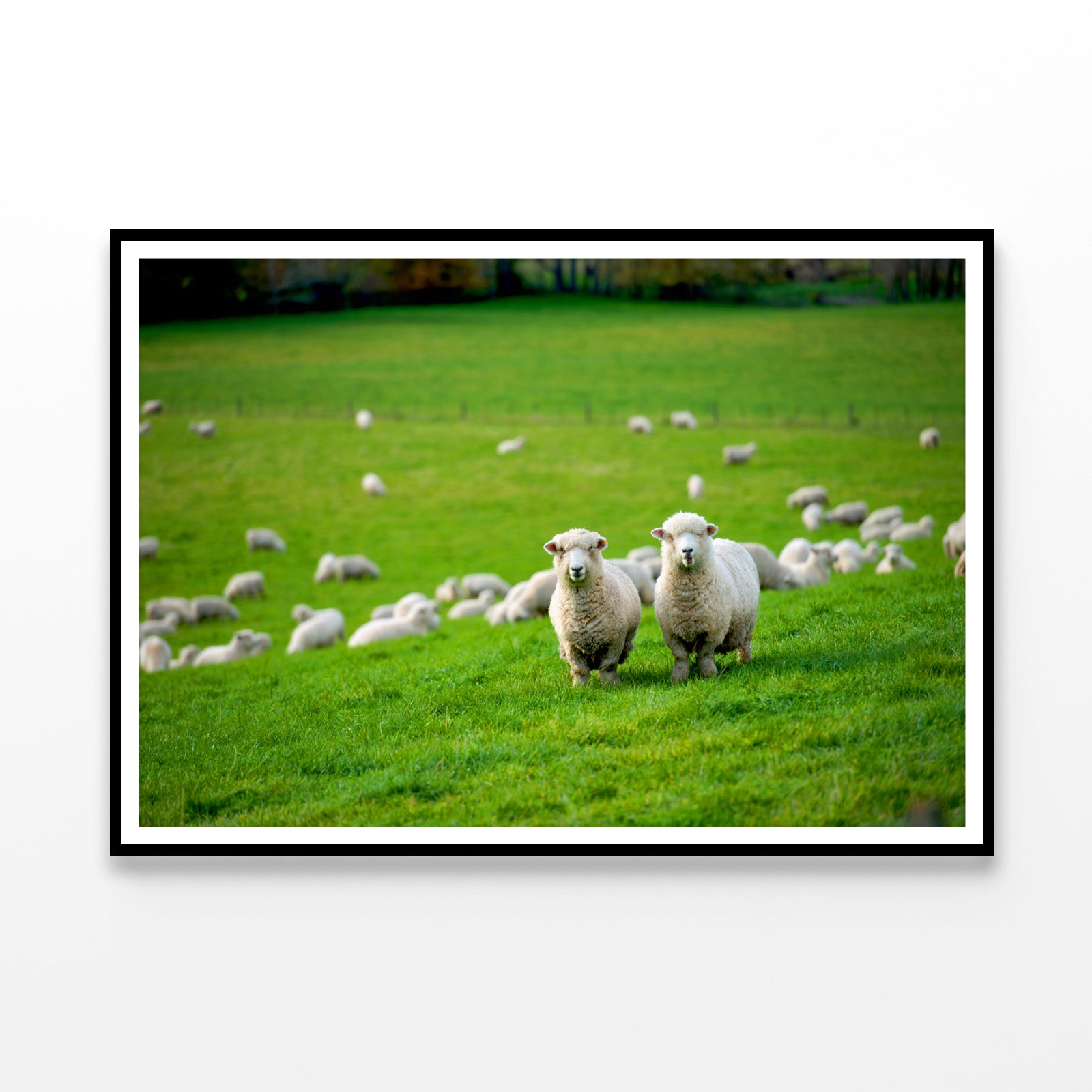 Herd Of Sheeps in Grass Plain Home Decor Premium Quality Poster Print Choose Your Sizes - Bella Home Decor