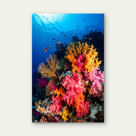 Tropical Ocean Coral Reef 60x90cm Metal Print Ready to Hang