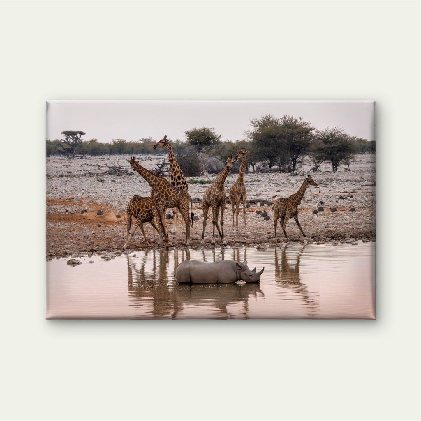 Giraffe Rhino Okaukuejo Waterhole Namibia Wall Art Decor 100% Australian Made