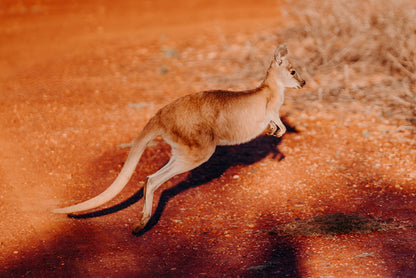 Kangaroo Wallaby Kimberley Station Wall Art Decor 100% Australian Made