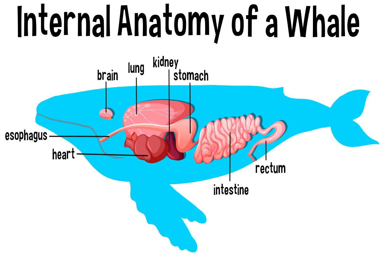 Internal Anatomy of a Whale Home Decor Premium Quality Poster Print Choose Your Sizes