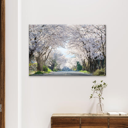 Beautiful cherry blossom road in full bloom, South Korea  Wall Art Decor 100% Australian Made