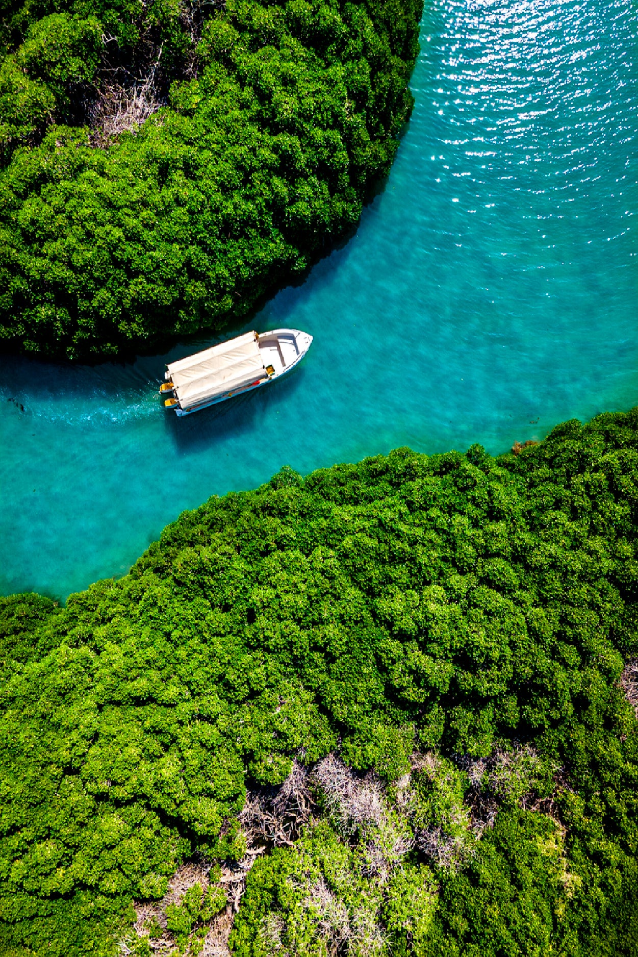 Mangrove Forest Farasan Island Home Decor Premium Quality Poster Print Choose Your Sizes