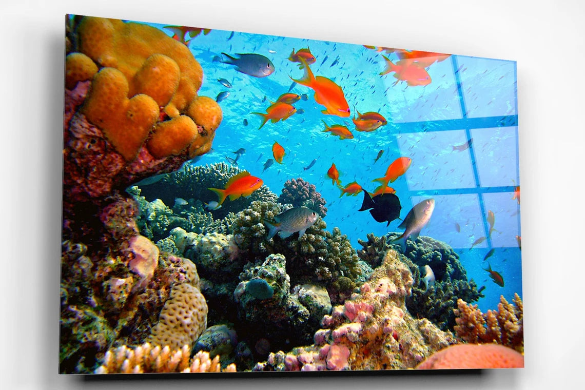 Coral Reef Acrylic Glass Print Tempered Glass Wall Art 100% Made in Australia Ready to Hang