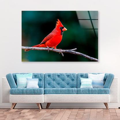 Northern Cardinal  Acrylic Glass Print Tempered Glass Wall Art 100% Made in Australia Ready to Hang