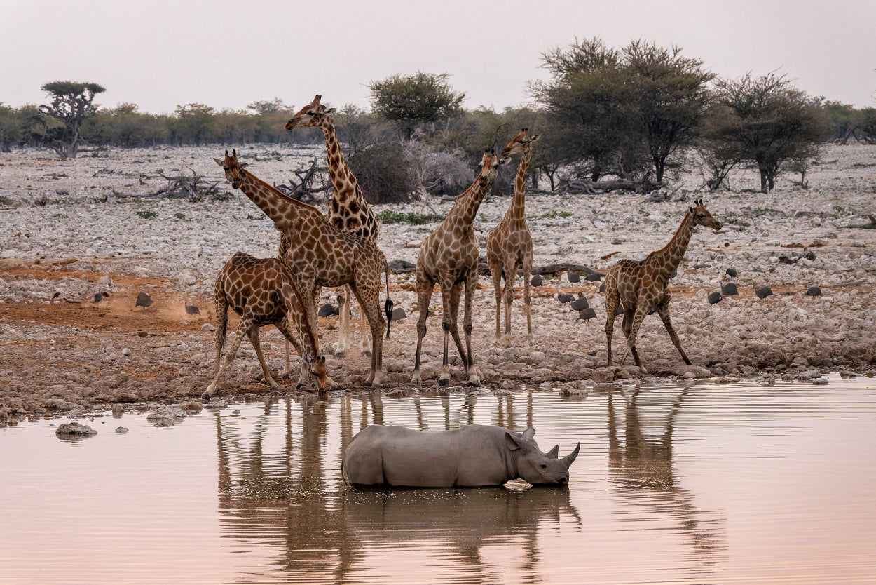 Giraffe Rhino Okaukuejo Waterhole Namibia Wall Art Decor 100% Australian Made