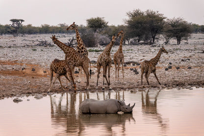 Giraffe Rhino Okaukuejo Waterhole Namibia Wall Art Decor 100% Australian Made