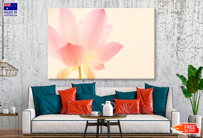 Pink Flower With a White Background Wall Art Decor 100% Australian Made