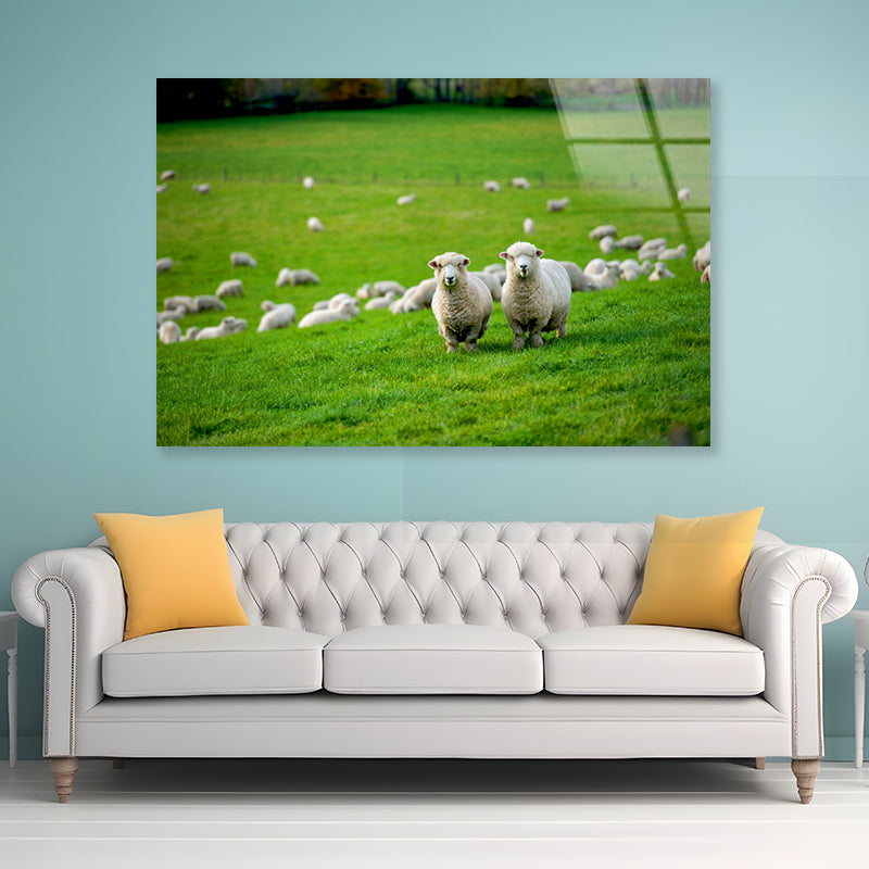 Herd Of Sheeps in Grass Plain Acrylic Glass Print Tempered Glass Wall Art 100% Made in Australia Ready to Hang - Bella Home Decor