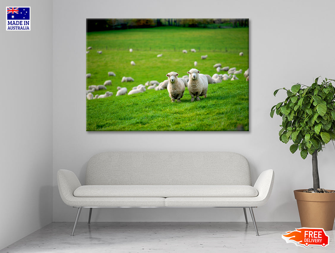 Herd Of Sheeps in Grass Plain Print 100% Australian Made - Bella Home Decor