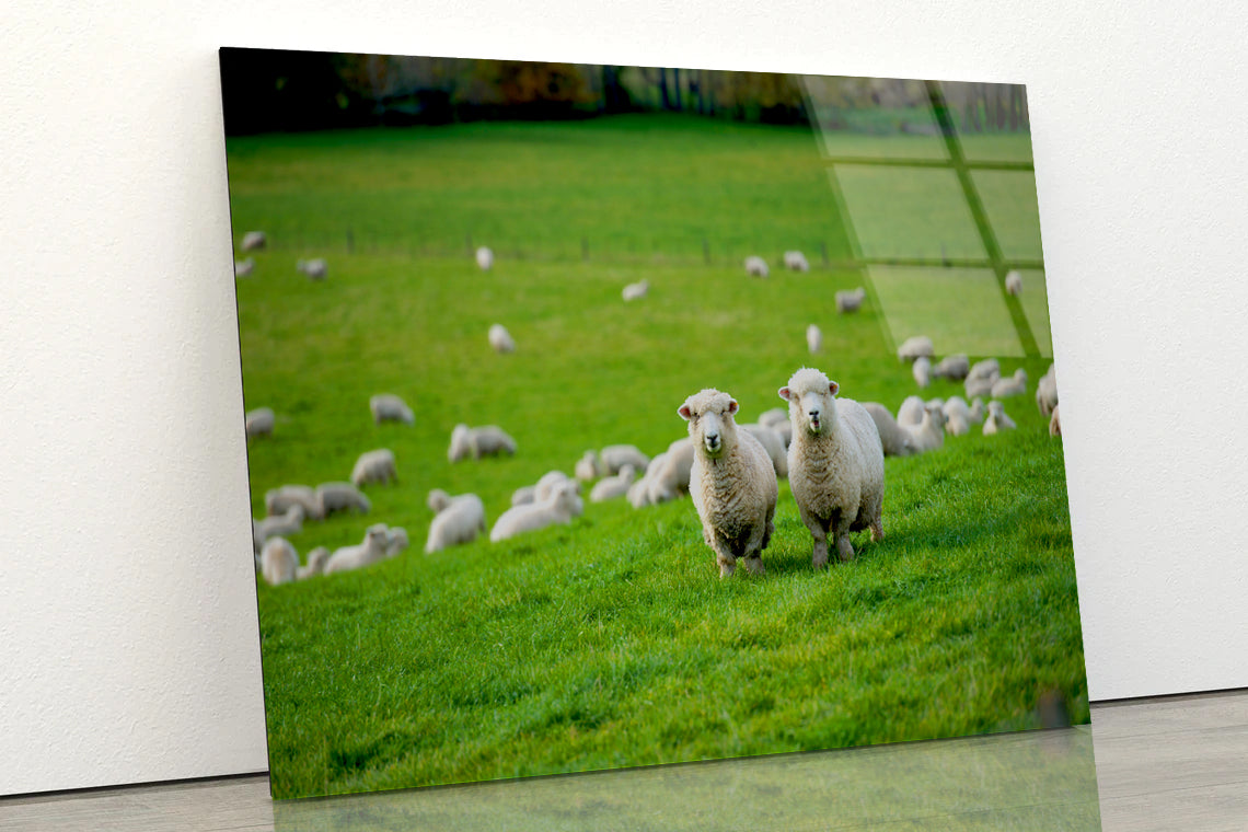 Herd Of Sheeps in Grass Plain Acrylic Glass Print Tempered Glass Wall Art 100% Made in Australia Ready to Hang - Bella Home Decor