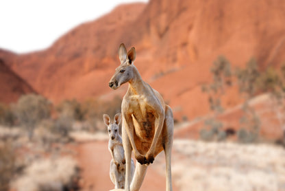 Red Kangaroo Uluru Outback Wall Art Decor 100% Australian Made - Bella Home Decor