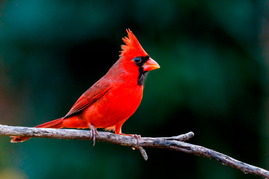 Northern Cardinal Bird On Branch Closeup Wall Art Decor 100% Australian Made