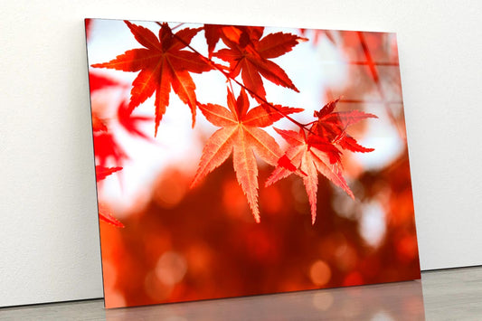 Autumn Leaves Closeup View Acrylic Glass Print Tempered Glass Wall Art 100% Made in Australia Ready to Hang