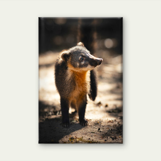 South American Brown Nosed Coati Wild Animals Wall Art Decor 100% Australian Made