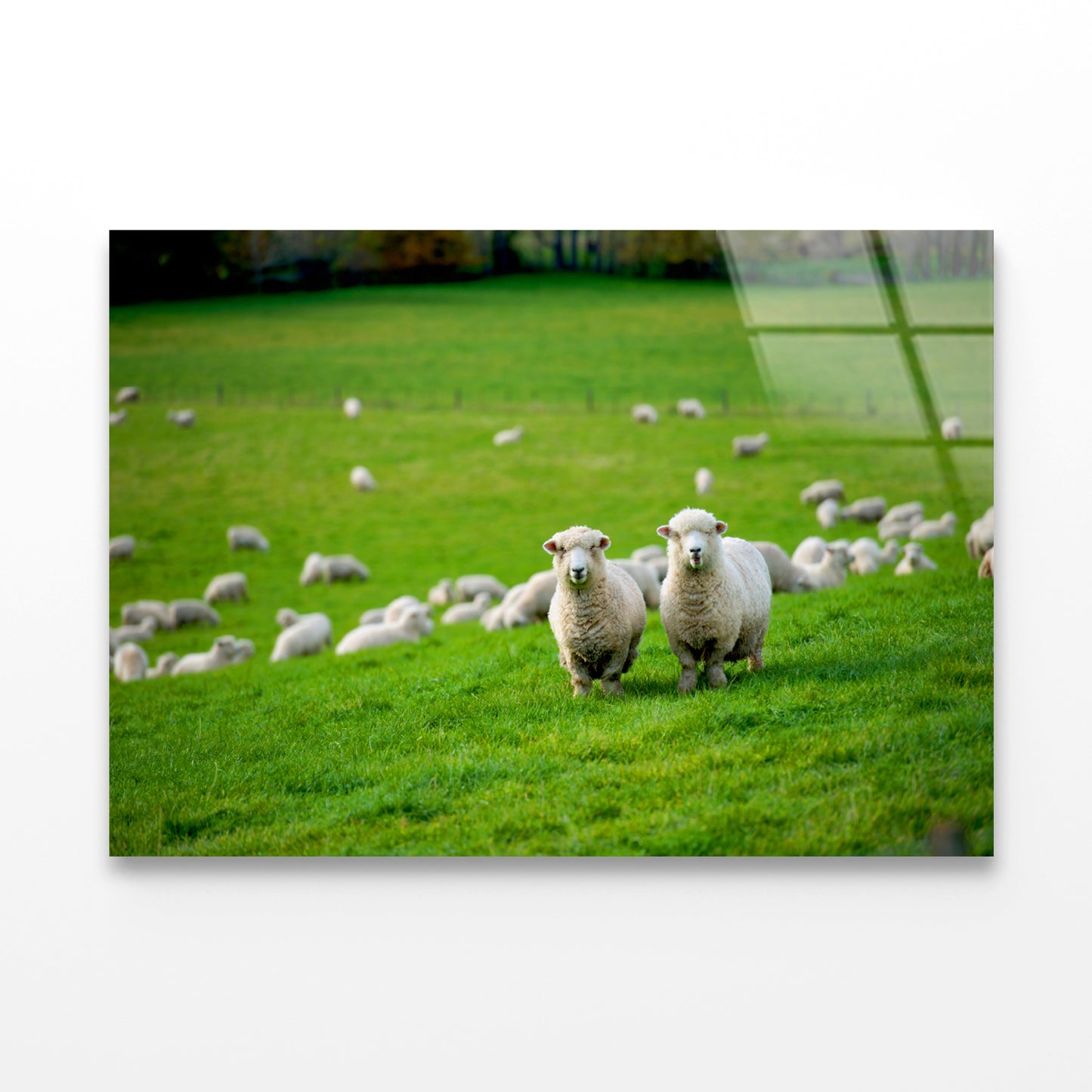 Herd Of Sheeps in Grass Plain Acrylic Glass Print Tempered Glass Wall Art 100% Made in Australia Ready to Hang - Bella Home Decor