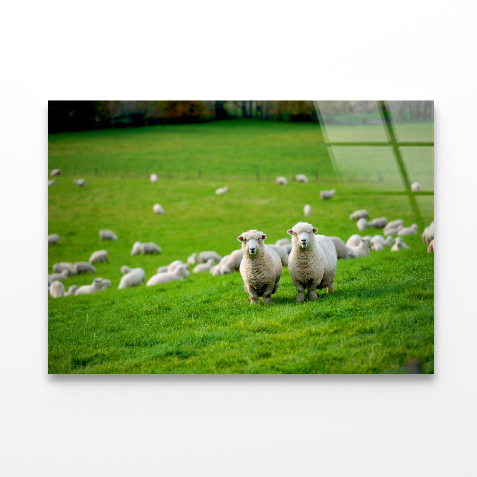 Herd Of Sheeps in Grass Plain Acrylic Glass Print Tempered Glass Wall Art 100% Made in Australia Ready to Hang - Bella Home Decor