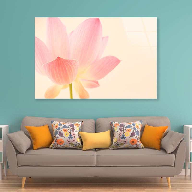 Pink Flower With a White Background Acrylic Glass Print Tempered Glass Wall Art 100% Made in Australia Ready to Hang