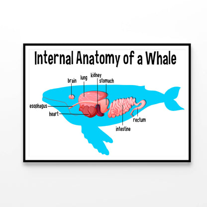 Internal Anatomy of a Whale Home Decor Premium Quality Poster Print Choose Your Sizes