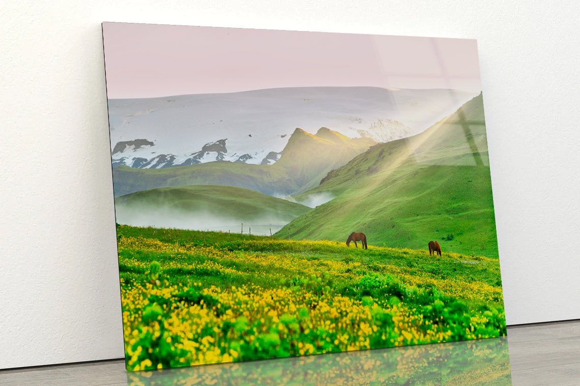 Two Horses Surrounded By Grasslands in Iceland Acrylic Glass Print Tempered Glass Wall Art 100% Made in Australia Ready to Hang