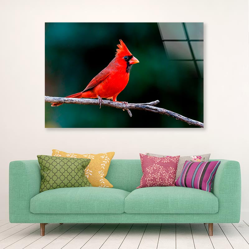 Northern Cardinal  Acrylic Glass Print Tempered Glass Wall Art 100% Made in Australia Ready to Hang