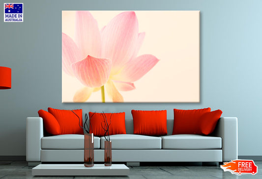 Pink Flower With a White Background Wall Art Decor 100% Australian Made