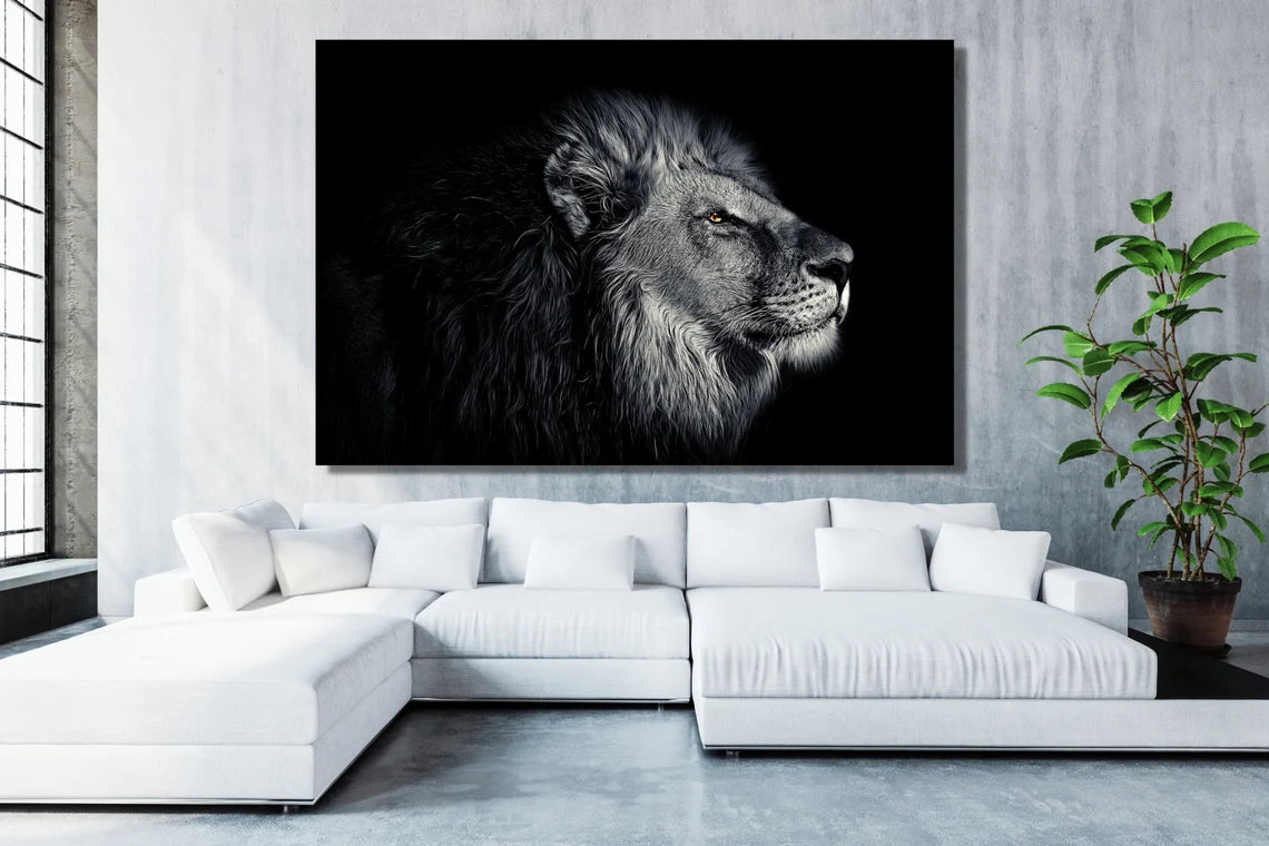 African Lion UV Direct Aluminum Print Australian Made Quality