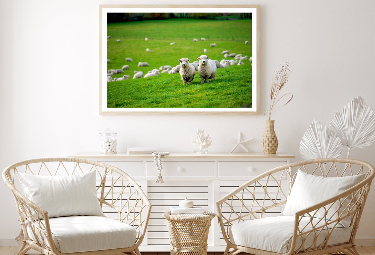 Herd Of Sheeps in Grass Plain Home Decor Premium Quality Poster Print Choose Your Sizes - Bella Home Decor