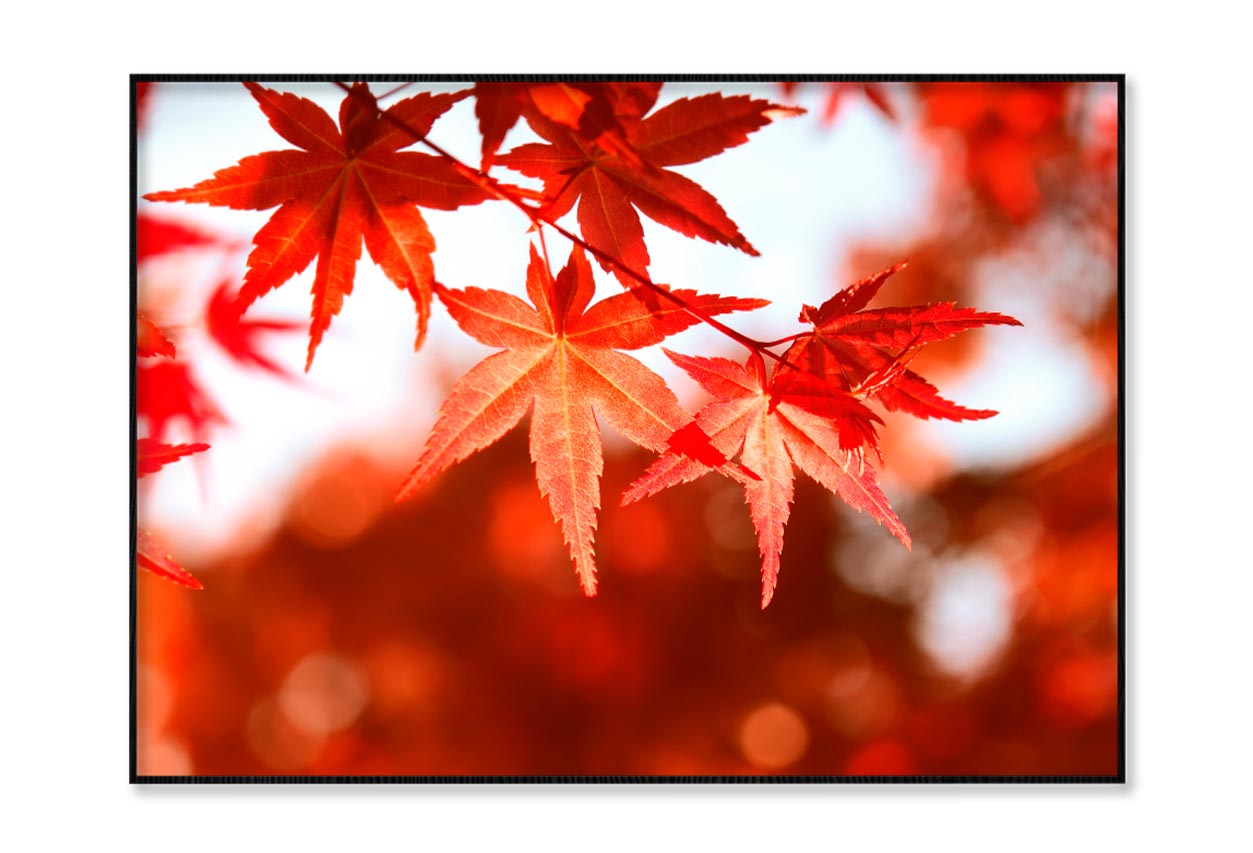 Red Autumn Leaves View Home Decor Premium Quality Poster Print Choose Your Sizes