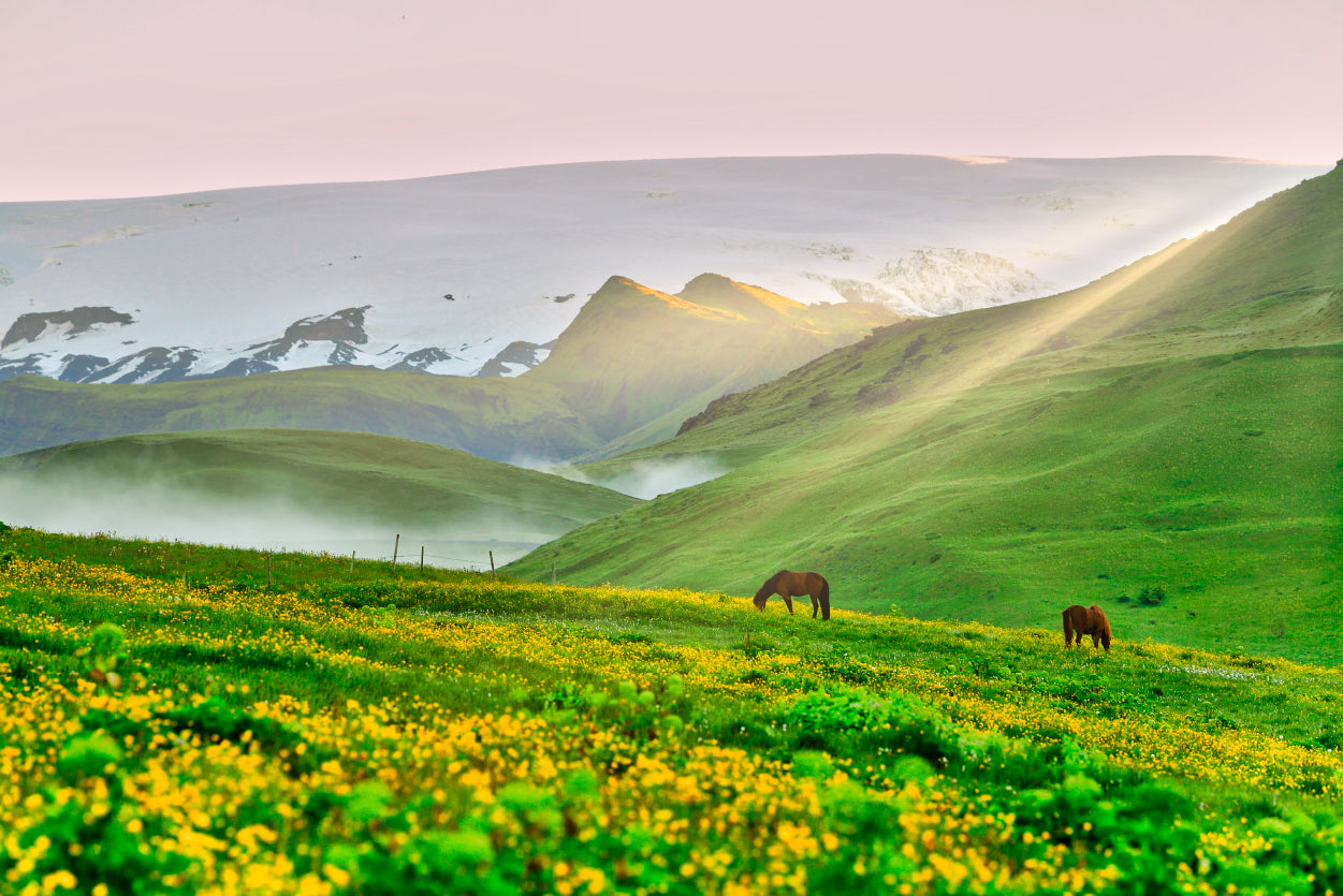 Two Horses Surrounded By Grasslands in Iceland Home Decor Premium Quality Poster Print Choose Your Sizes