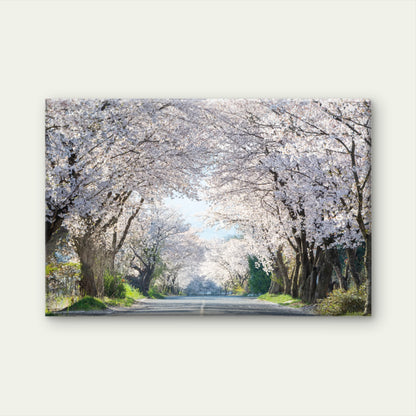Beautiful cherry blossom road in full bloom, South Korea  Wall Art Decor 100% Australian Made