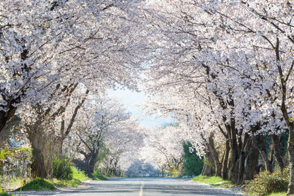 Beautiful cherry blossom road in full bloom, South Korea  Wall Art Decor 100% Australian Made