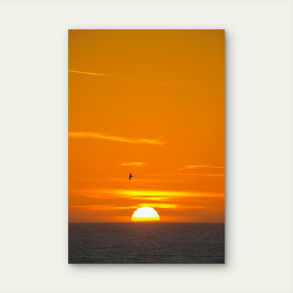 A Bird Flying Over the Ocean at Sunset 40x60cm Metal Print Ready to Hang