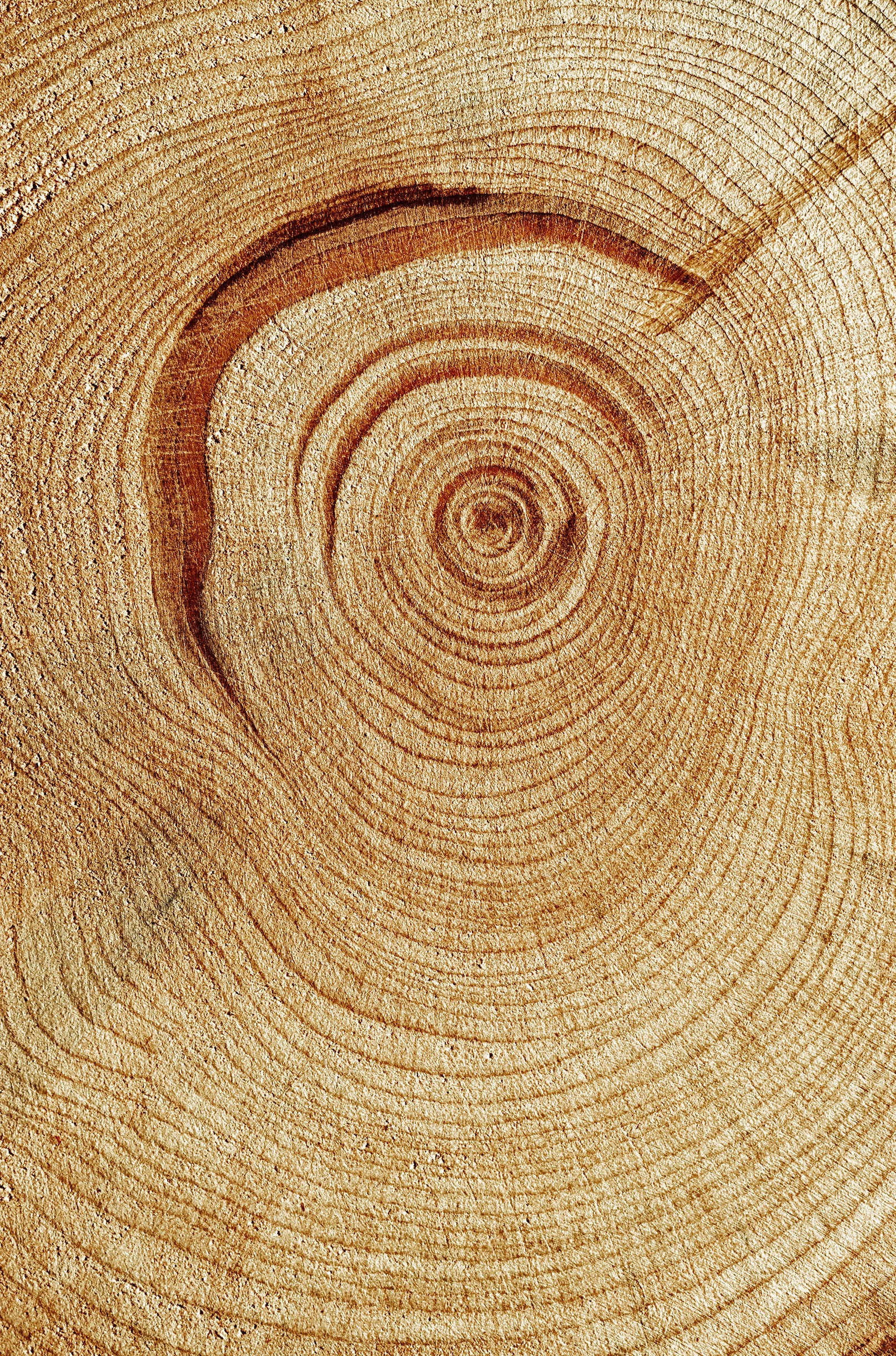 Natural Wood Grain Texture 60x90cm Metal Print Ready to Hang - Bella Home Decor