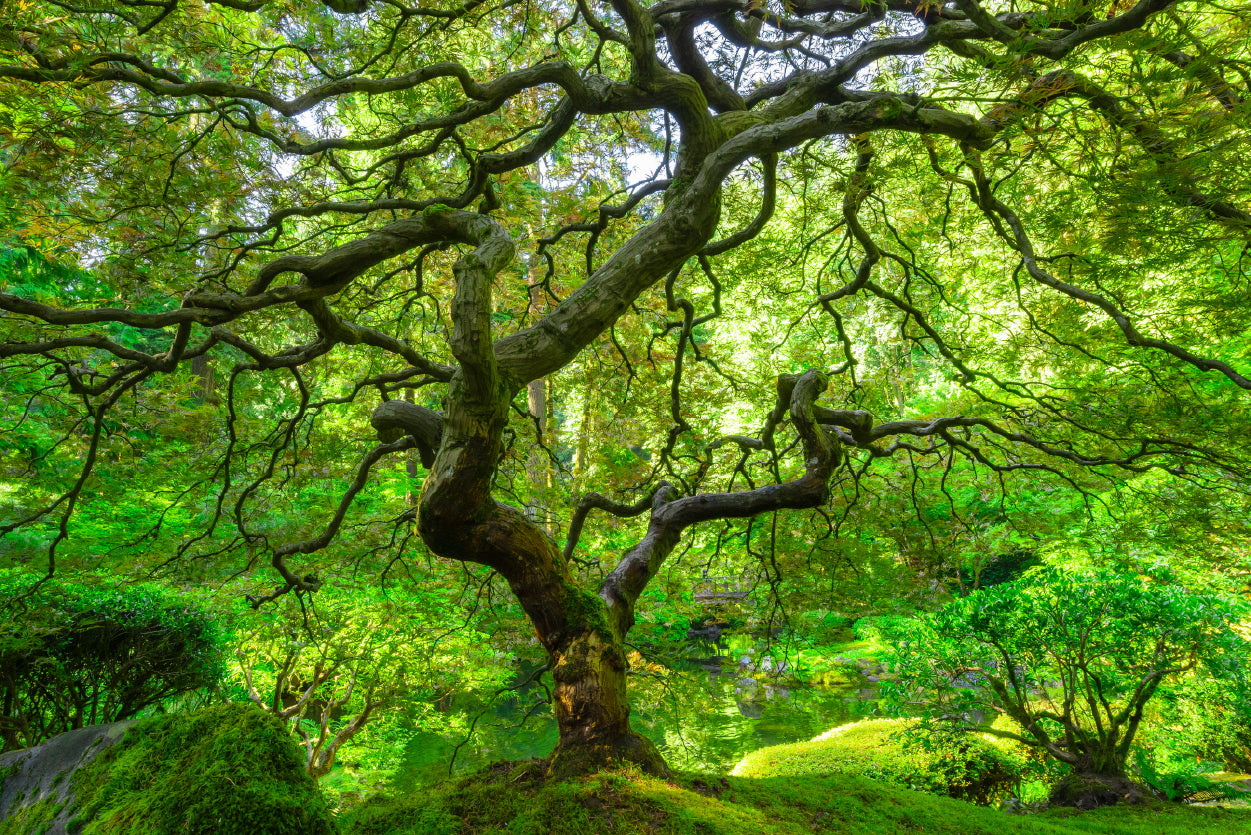 Japanese Maple Trees in Forest Print 100% Australian Made - Bella Home Decor