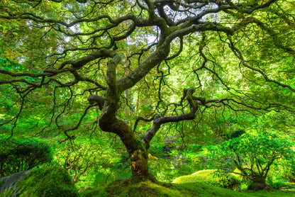 Japanese Maple Trees in Forest Print 100% Australian Made - Bella Home Decor