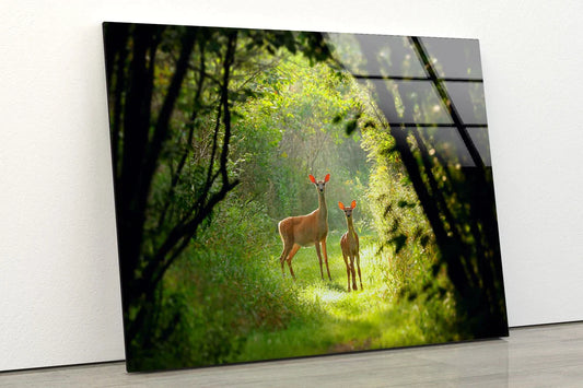Deers in Forest View UV Direct Aluminum Print Australian Made Quality