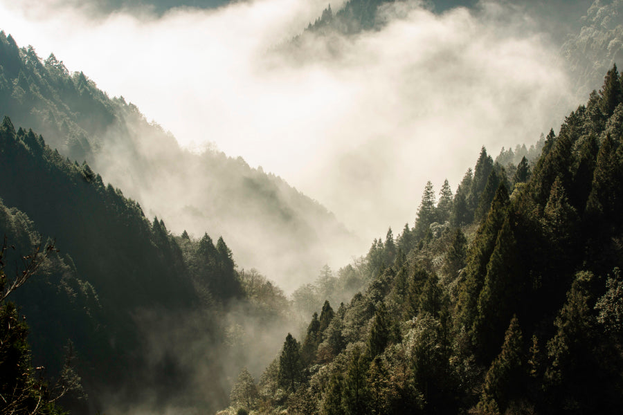Fog In Forest, Early Morning Scene in Mountain Acrylic Glass Print Tempered Glass Wall Art 100% Made in Australia Ready to Hang - Bella Home Decor