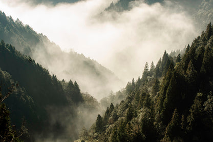 Fog In Forest, Early Morning Scene in Mountain Acrylic Glass Print Tempered Glass Wall Art 100% Made in Australia Ready to Hang - Bella Home Decor