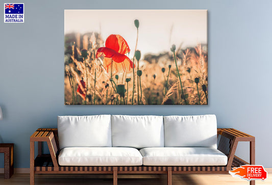 Poppy Plants in The Evening Light Wall Art Decor 100% Australian Made